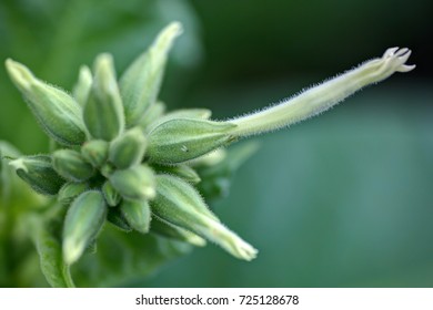 Nicotiana Sylvestris, Woodland Tobacco, Flowering Tobacco, Ornamental Herb With Green Clasping Leaves And Long Tubular White Flowers, Drooping In Racemes