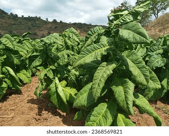 Nicotiana Tabacum or Cultivated Tobacco Plants in the Garden During A Hot Day - Shutterstock ID 2368569821
