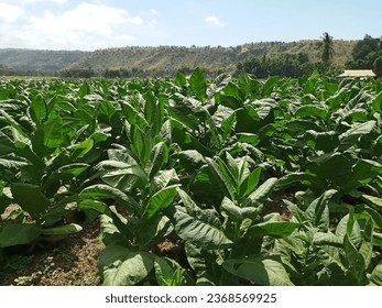 Nicotiana Tabacum or Cultivated Tobacco Plants in the Garden During A Hot Day - Shutterstock ID 2368569925