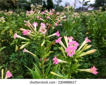 Nicotiana Tabacum, The Pink Flower Of The Cultivated Tobacco Plant