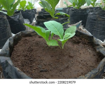 Nicotiana Tabacum Plant On Polybag