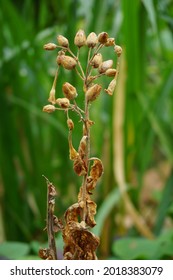 Nicotiana (tobacco Plants) Seeds With A Natural Background