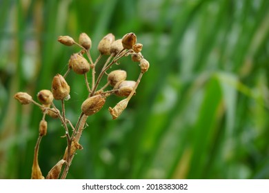 Nicotiana (tobacco Plants) Seeds With A Natural Background