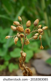 Nicotiana (tobacco Plants) Seeds With A Natural Background