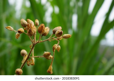 Nicotiana (tobacco Plants) Seeds With A Natural Background