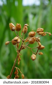 Nicotiana (tobacco Plants) Seeds With A Natural Background