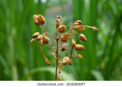 Nicotiana (tobacco Plants) Seeds With A Natural Background