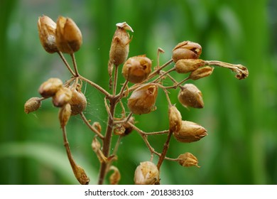 Nicotiana (tobacco Plants) Seeds With A Natural Background