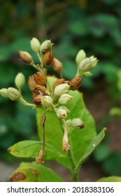 Nicotiana (tobacco Plants) Seeds With A Natural Background