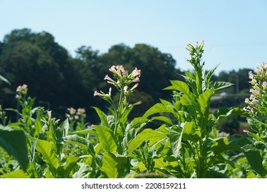 Nicotiana Is Used As A Favorite Because The Leaves Of The Plant Contain A Lot Of Nicotine.