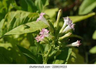 Nicotiana Is Used As A Favorite Because The Leaves Of The Plant Contain A Lot Of Nicotine.