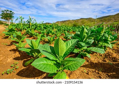 Nicotine flora plantation in tropical country. Snuff field during cultivation in Dominican republic. Cigar leaf agriculture in caribbean island. Tobacco field in Haiti land.