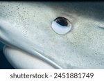 nictitating membrane of a tiger shark