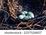 Nidology, study of birds nest. Hooded crow (Corvus cornix) nest. Clutch of 4 eggs. Hatching tray is made of grass, bast and lined with muskrat fur
