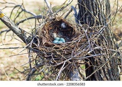 Nidology, study of birds nest. Hooded crow (Corvus cornix) nest. Clutch of 4 eggs. Hatching tray is made of grass, bast and lined with muskrat and hare fur