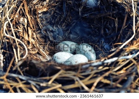 Nidology, study of birds nest. Hooded crow (Corvus cornix) nest. Clutch of 4 eggs. Hatching tray is made of grass, bast and lined with hare fur
