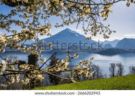 The Niesen in springtime splendour
