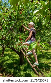 Nif, Arpacık, Muğla, 20 June 2022 -  - Unidentified Female Young Person Standing On A Wooden Ladder Reaching Up To Pick Cherries From A Tree In A Cherry Orchard 