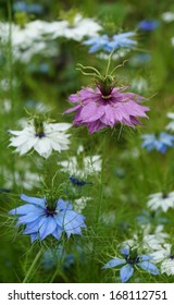 Nigella Damascena