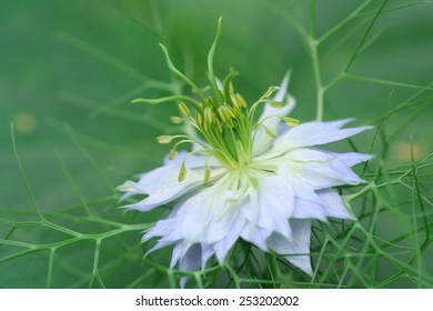 Nigella Damascena