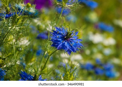 Nigella Damascena