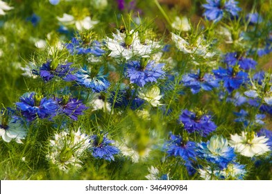 Nigella Damascena