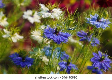 Nigella Damascena