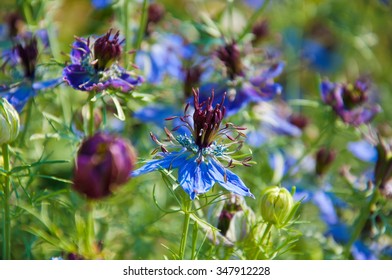 Nigella Damascena