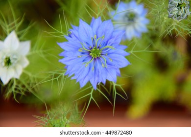 Nigella Damascena