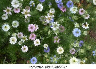 Nigella Damascena In Bloom