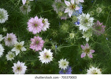 Nigella Damascena In Bloom