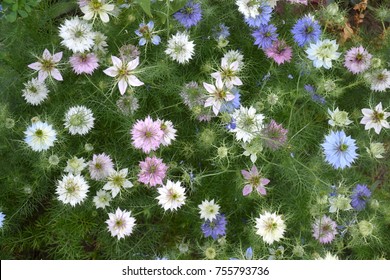 Nigella Damascena In Bloom