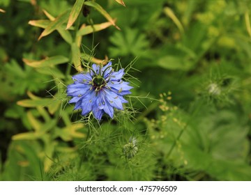 Nigella Damascena, Blue Flower