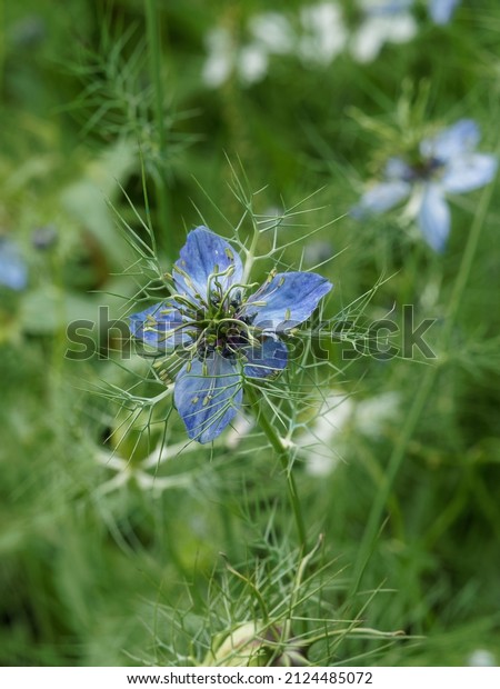 Nigella damascena or Love-in-a-mist, a charming\
old-fashioned Mediterranean flower in cooling shades of white,\
wonderful cottage garden\
plant