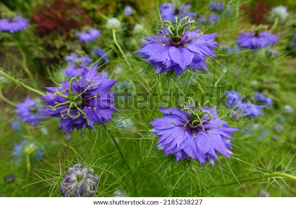 Nigella damascena, love-in-a-mist, or\
devil in the bush, is an annual garden flowering plant, belonging\
to the buttercup family\
Ranunculaceae.