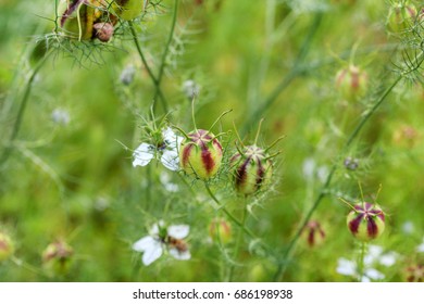 Nigella Damascena Plant