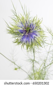 Nigella Damascena Power Blue