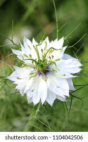 Nigella Damascena In White Macro