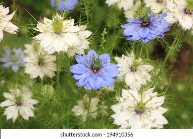 Nigella Flower