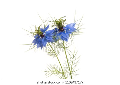 Nigella Flower Isolated On White Background