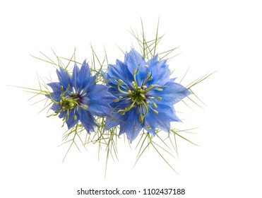 Nigella Flower Isolated On White Background