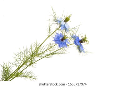 Nigella Flower Isolated On White Background