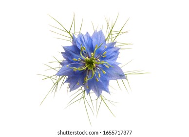 Nigella Flower Isolated On White Background