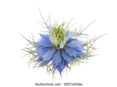 Nigella Flower Isolated On White Background 