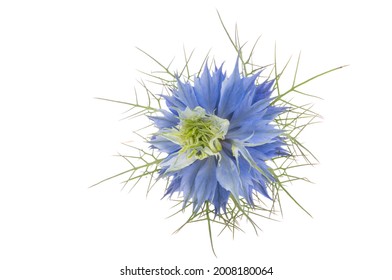 Nigella Flower Isolated On White Background 