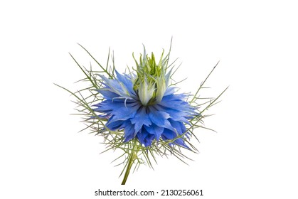 Nigella Flower Isolated On White Background