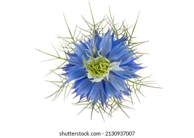 Nigella Flower Isolated On White Background