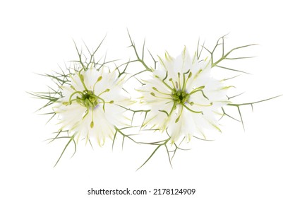 Nigella Flower Isolated On White Background