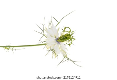 Nigella Flower Isolated On White Background