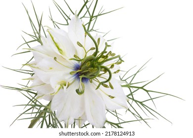 Nigella Flower Isolated On White Background